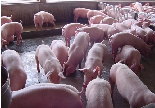 大型养猪场转让|搜猪网