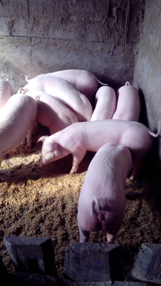 近日猪崽价格河南仔猪交易行情|搜猪网_中国生