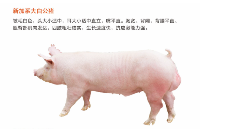 新加系长白公猪