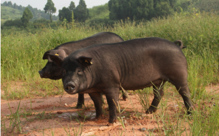 四川省生猪价格预测-四川省地区最新养猪行情