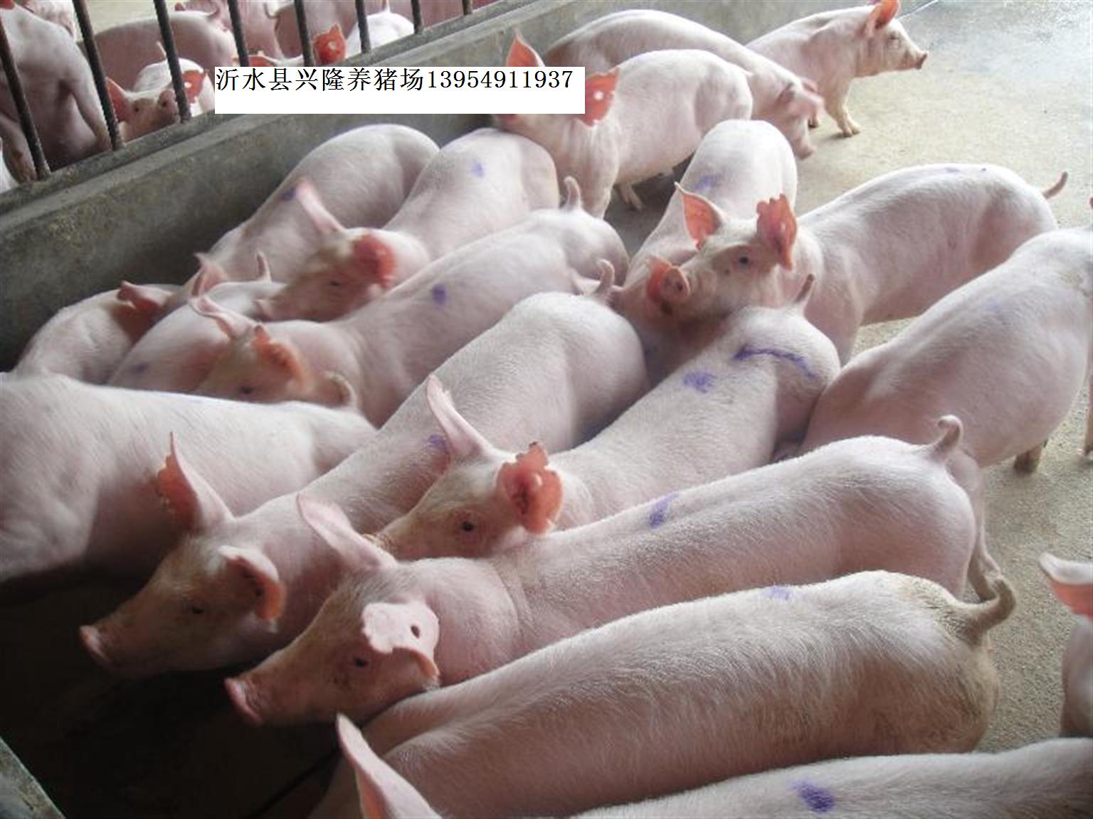 销售山东三元仔猪苗猪供应|搜猪网_中国生猪预警网