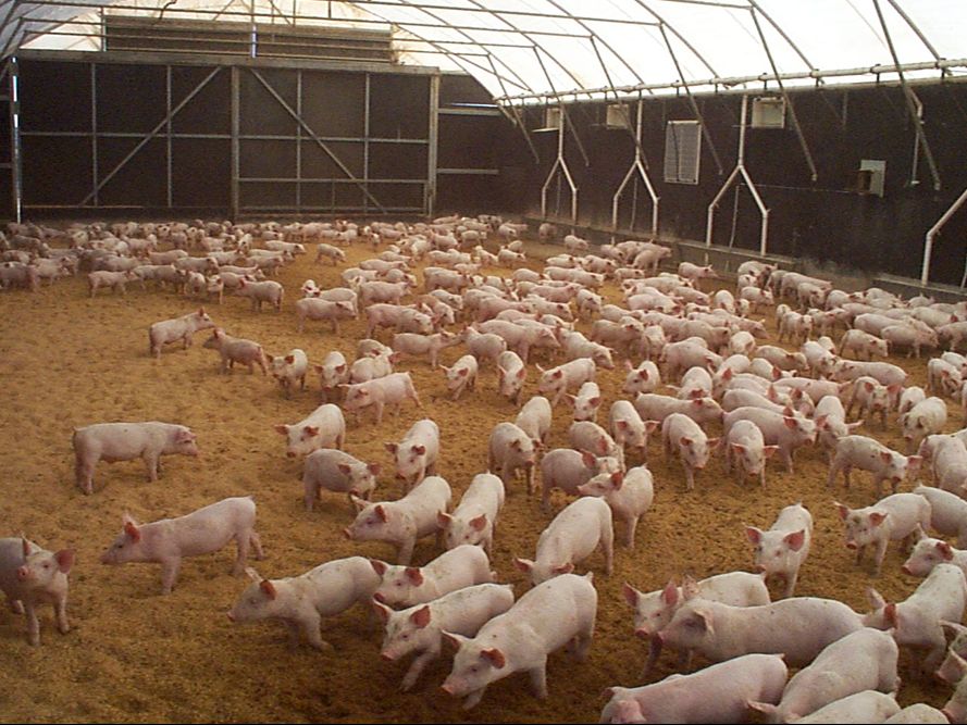 基地常年出售双肌臀长白大约克杜洛克二元三元杂交优良仔猪