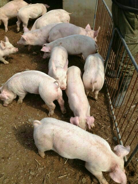 《痞子无间道》大结局：周嘉洛与陈滢身世之谜揭晓剧情反转不断