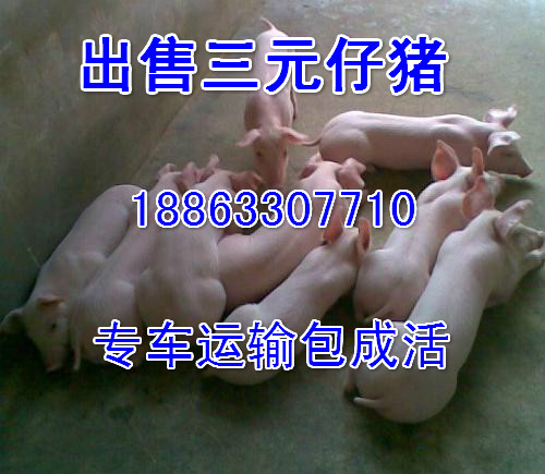18863307710上半年养猪前景,仔猪价格预测|搜
