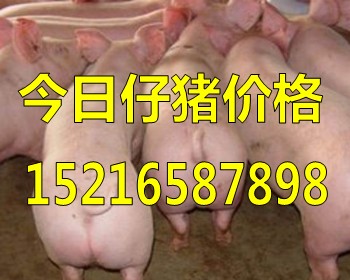 养猪场批发仔猪价格山东今日猪价行情|搜猪网