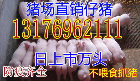 湖北生猪仔猪批发价格湖北生猪仔猪今日猪价2