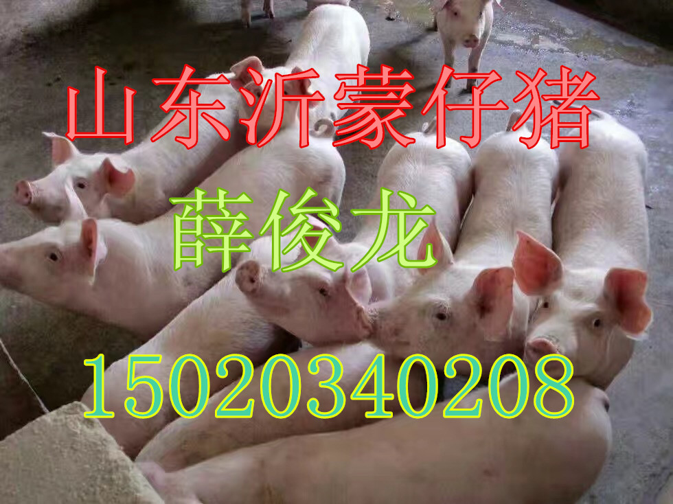 现在生猪多少钱一斤啊 imgf4a0x0a1.jpg