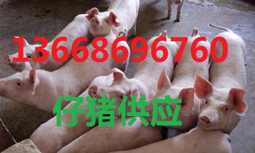 现在生猪多少钱一头 20160222134997289728575194_qbrh31I.jpg