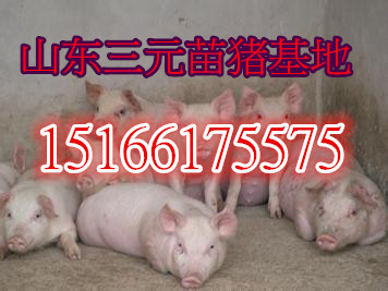 现在生猪价格和仔猪价格 imgy9s6w1k9.jpg