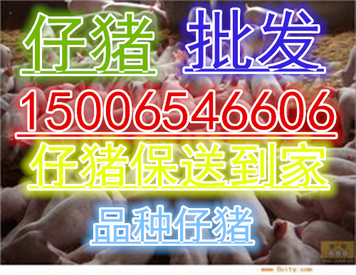 猪苗价格今日猪价30斤小猪批发价格|搜猪网_中