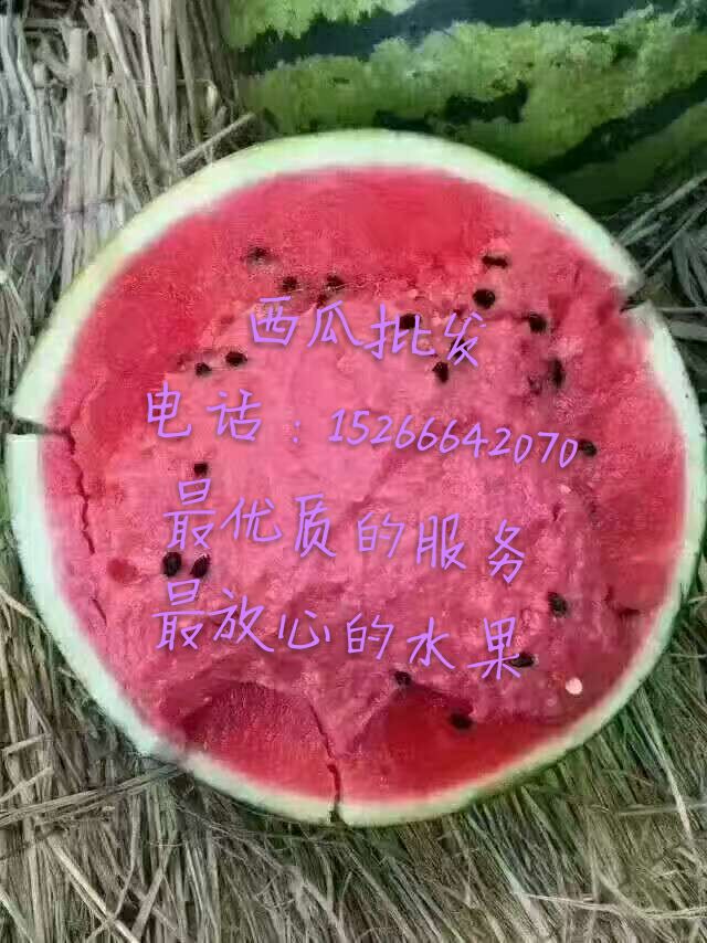 今年暖棚西瓜产量高京欣西瓜批发|搜猪网_中国