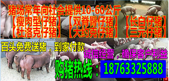 生猪供求-猪价行情|食品加工|搜猪网_中国生猪