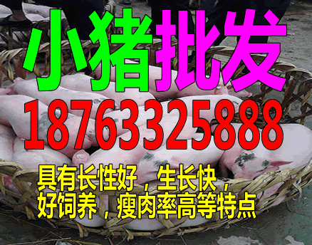 江苏小猪价格今日猪价500贵州安顺猪苗批发市