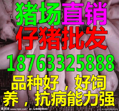 今日河北沧州仔猪价格小猪价格今日猪价500|搜