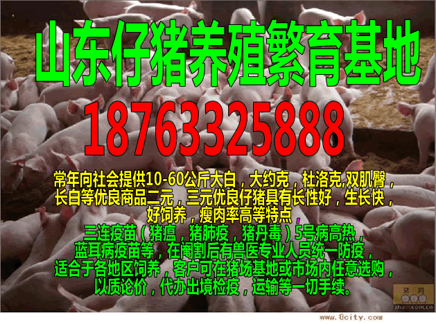 宁夏2017年5 6月份生猪价钱2018猪价预测会怎