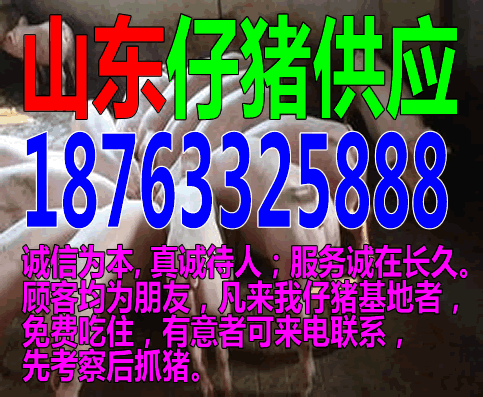 山西小猪价格今日猪价500农村养猪散50头规定