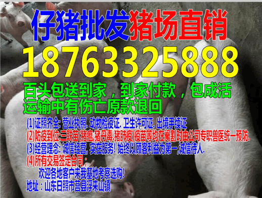 云南仔猪哪里最便宜湛江小猪价格今日猪价格表