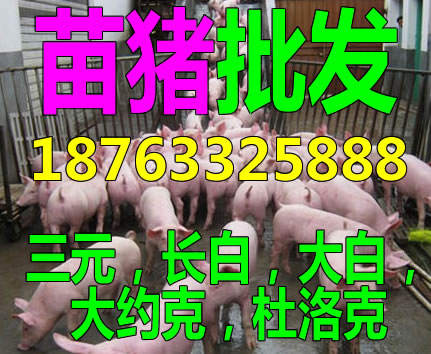 2017养100头猪有补贴吗雅安今天猪仔价格|搜