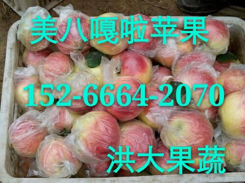 嘎啦,美八,金帅苹果今日实时价格|搜猪网_中国