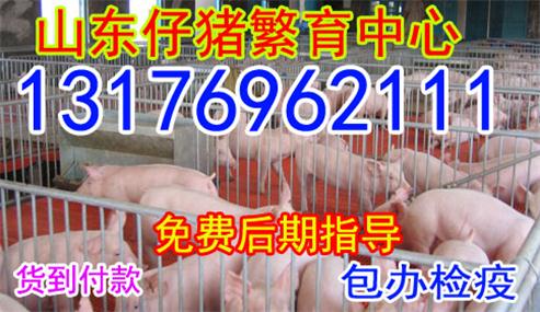 未来养猪行情,今日猪价行情,2017年猪价走势专