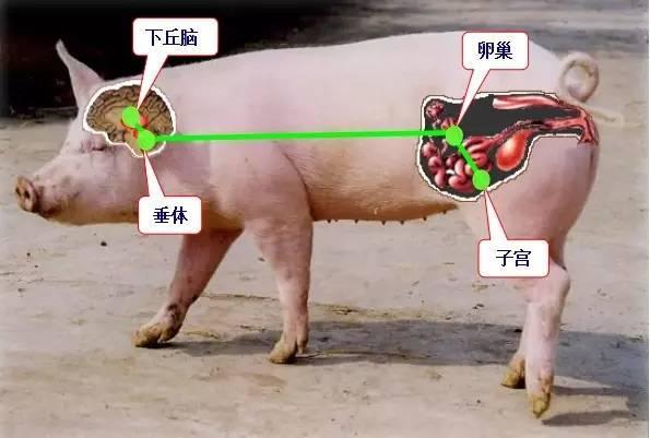 千头猪场仔猪顽固性腹泻 龙昌胆汁酸再显神威