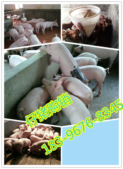 imgy8w9v7x2.jpg
