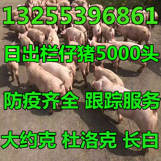 今日全国生猪涨跌表今日山东生猪价格如何山东