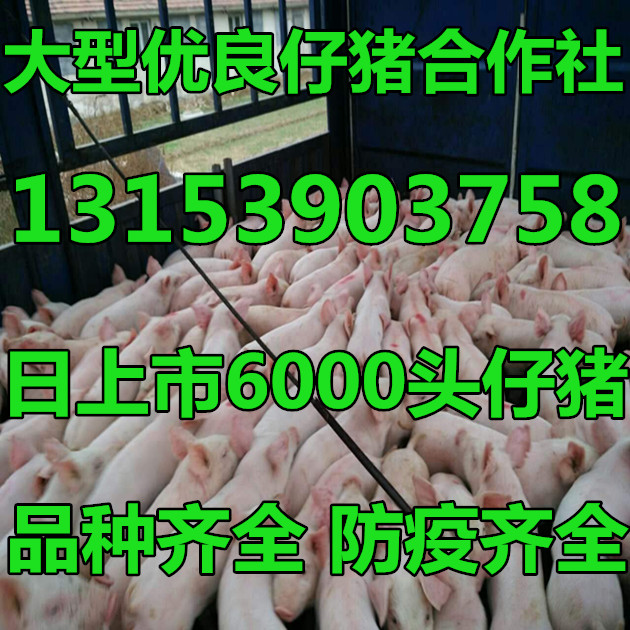 全国今日猪价涨跌排名今日全国猪价涨跌表今天