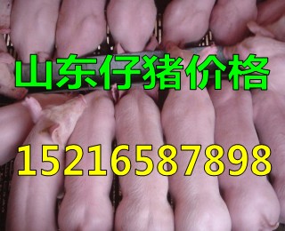 生猪今日价格江西 imgi3t1y6b7.jpg