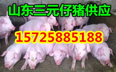 内蒙古猪价行情网-今日仔猪批发价格