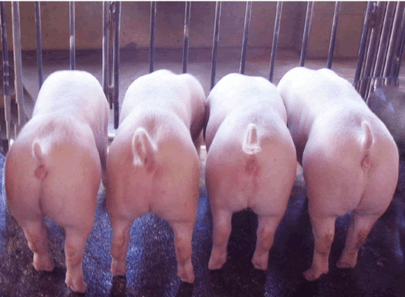 401033fa828ba61e4ebb2fb24834970a314e59f8_SvU5w1D.gif