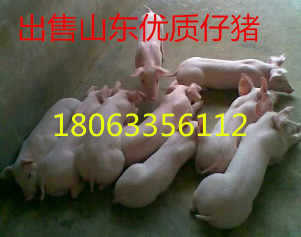 imgw6n4w2h1.jpg