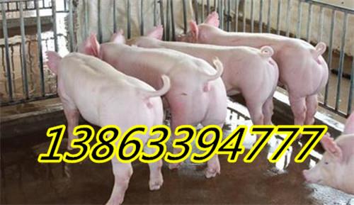 今日猪价信息预测2018年下半年猪价走势上半