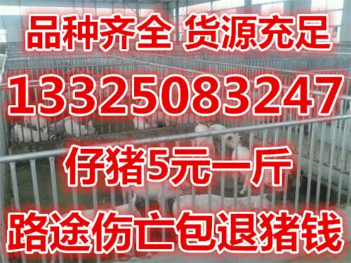 小猪仔价格行情预测