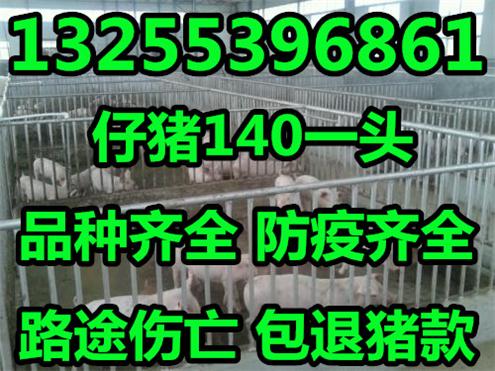浙江省猪价网最新河北省三元仔猪价格长沙今日