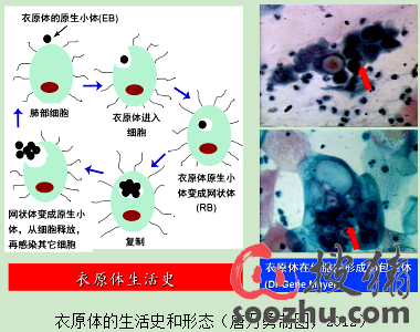 猪的衣原体感染
