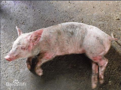 猪腿关节肿大 链球菌病秋季易发