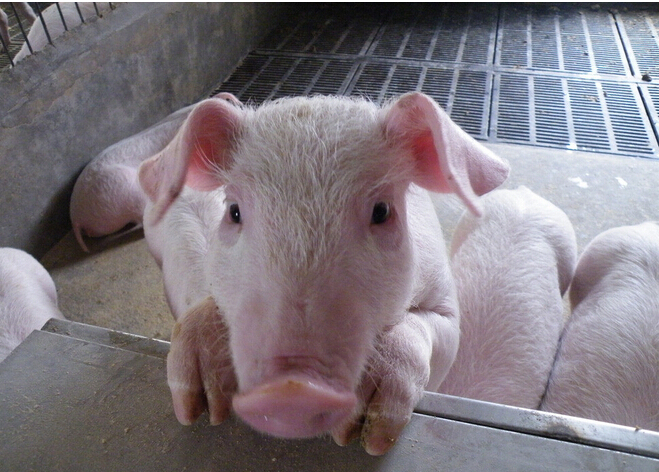 江苏某地搜猪网系统会员反映,刚断奶小培育猪有病毒性腹泻病,腹泻