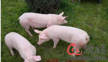 标猪提价明显,猪市一片红火!