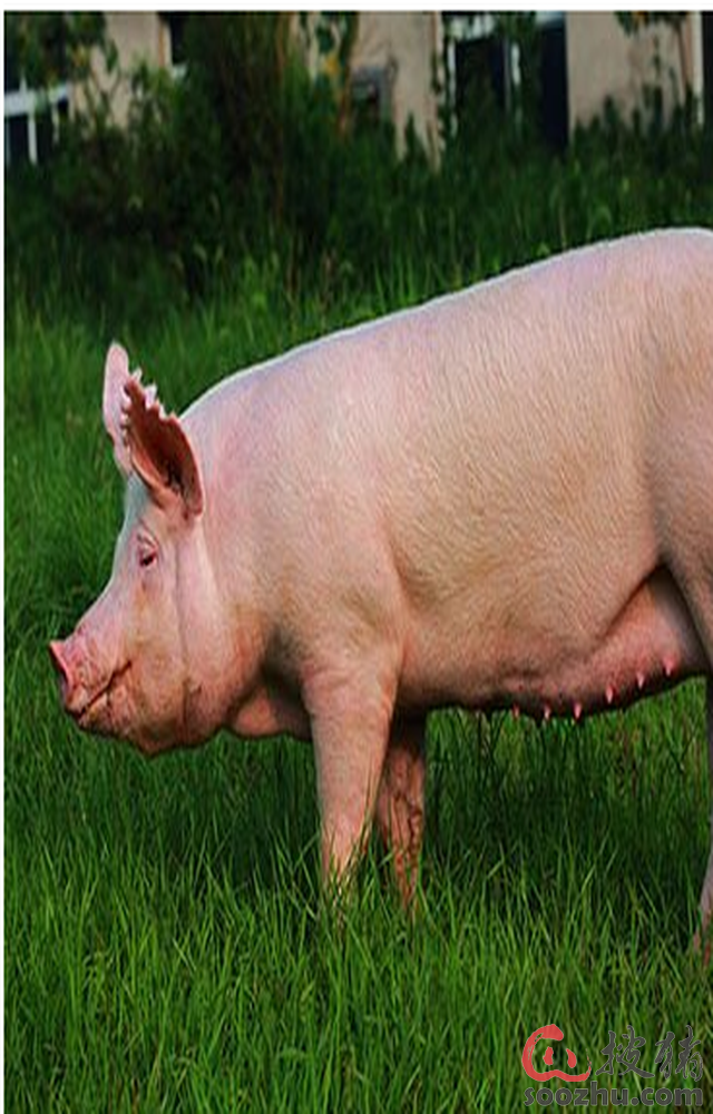 山东广饶:能繁母猪一季度环比下降44.48%