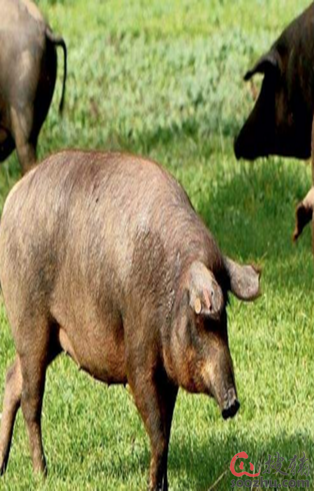 阳江一果园内凌晨猪叫声牵出系列案,触目惊心!