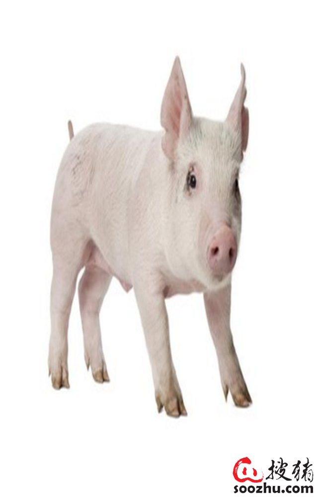 而且之前的低价区,比如西南和中南等地的猪价也由之前的平稳震荡下跌