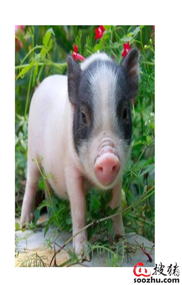 农业农村部:大力发展生猪标准化规模养殖 支持新建和改扩建规模养殖场