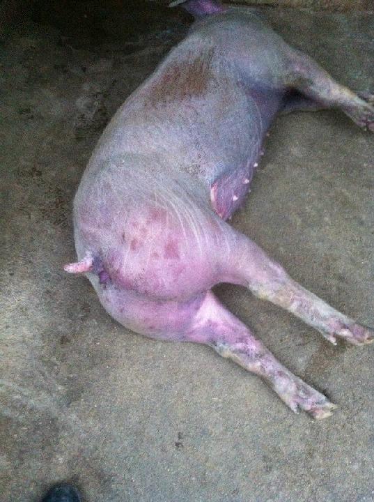 我家生猪是不是得了急性猪丹毒