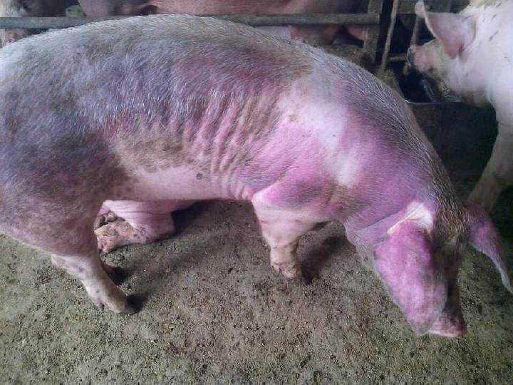 郑州出现高致病性猪蓝耳病引起的混合感染疫病