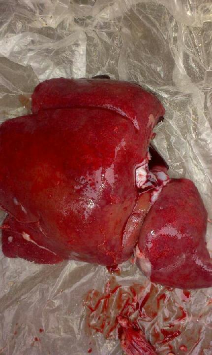 猪只解剖后猪肺血红 不知什么疫情致其死亡