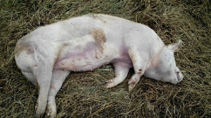 猪流感死亡症状图片图片