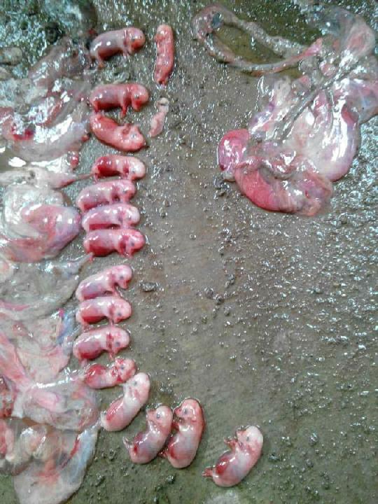 母猪流产用什么字母代替