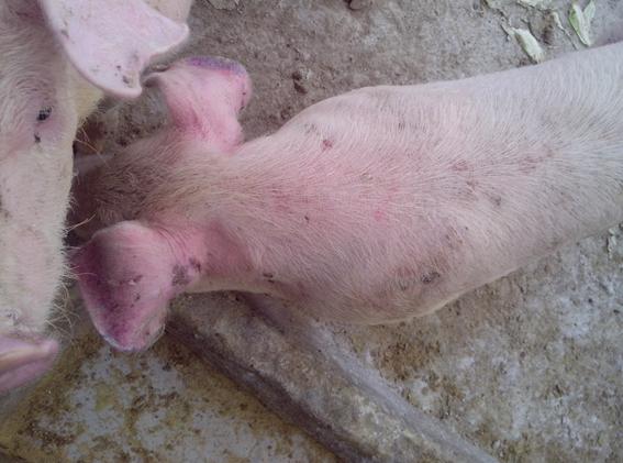 信阳养殖户反映猪身上起水泡最后变红色的并开始腐烂|疫病预警【搜猪