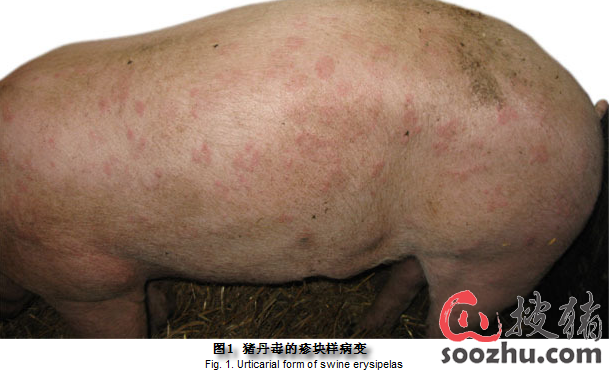 人为免疫失败引起猪丹毒爆发的案例分析